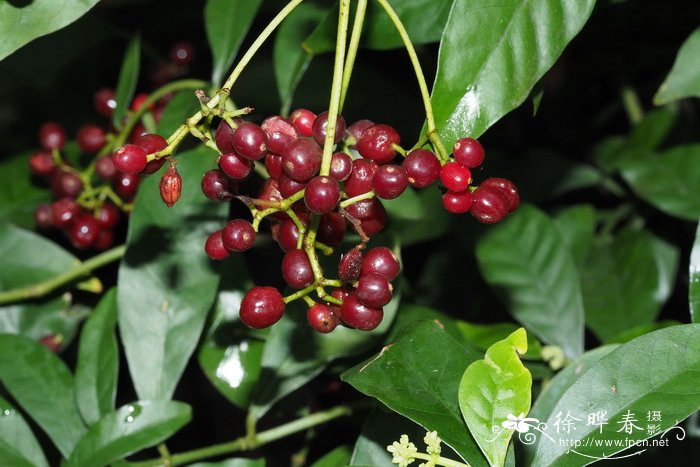 迦太基九节，拉完科九节Psychotria carthagenensis