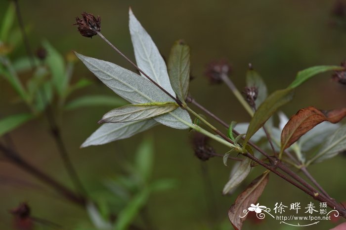 白背郎德木Rondeletia leucophylla