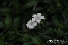 白马骨Serissa serissoides