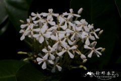 白龙船花Ixora henryi