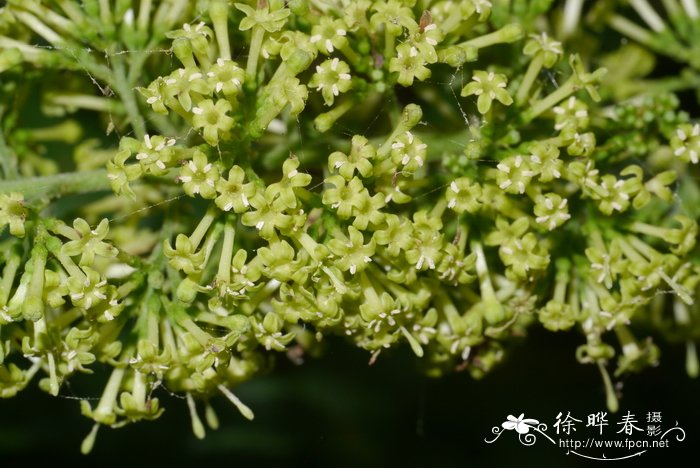 垂枝水锦树Wendlandia pendula