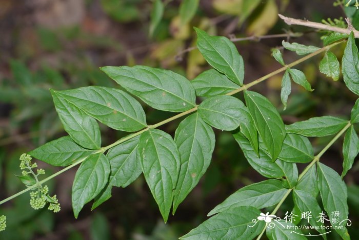 垂枝水锦树Wendlandia pendula