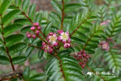 铺地花楸Sorbus reducta