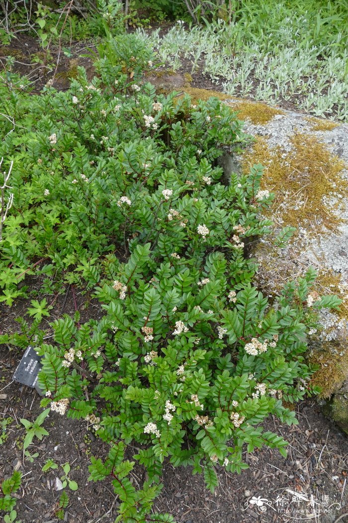 铺地花楸Sorbus reducta