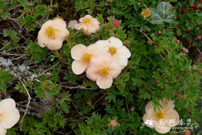 ‘粉红佳人’金露梅Dasiphora fruticosa ‘Pink Beauty’