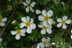 ‘白雨’金露梅Dasiphora fruticosa 'White Rain'