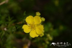 小叶金露梅Dasiphora tenuifolia