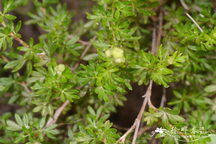 小叶金露梅Dasiphora tenuifolia