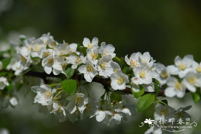 少裂叶海棠Malus toringo