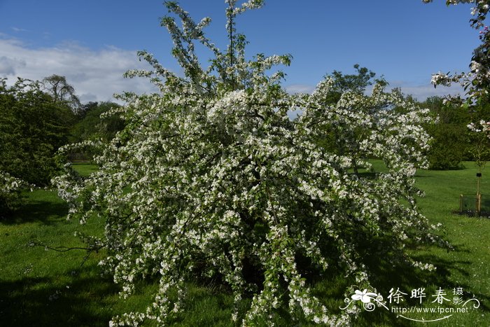 少裂叶海棠Malus toringo