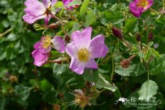 针刺蔷薇Rosa acicularis