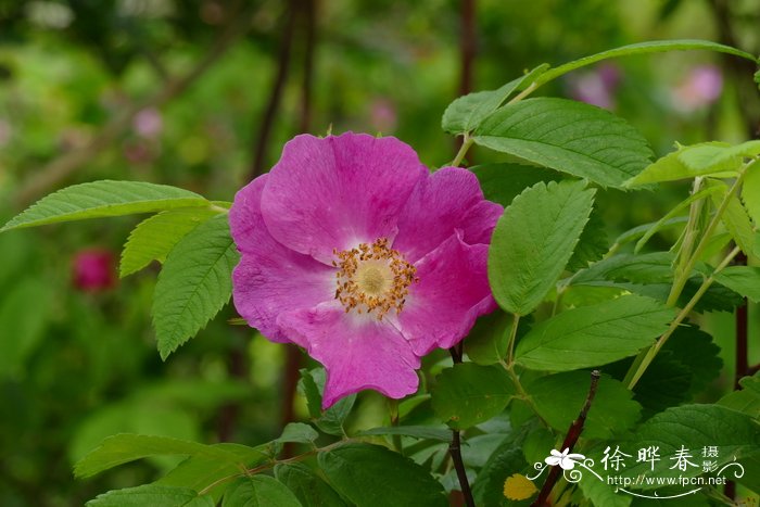 钝耳蔷薇Rosa amblyotis