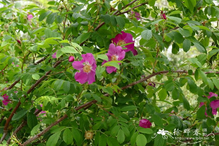 钝耳蔷薇Rosa amblyotis