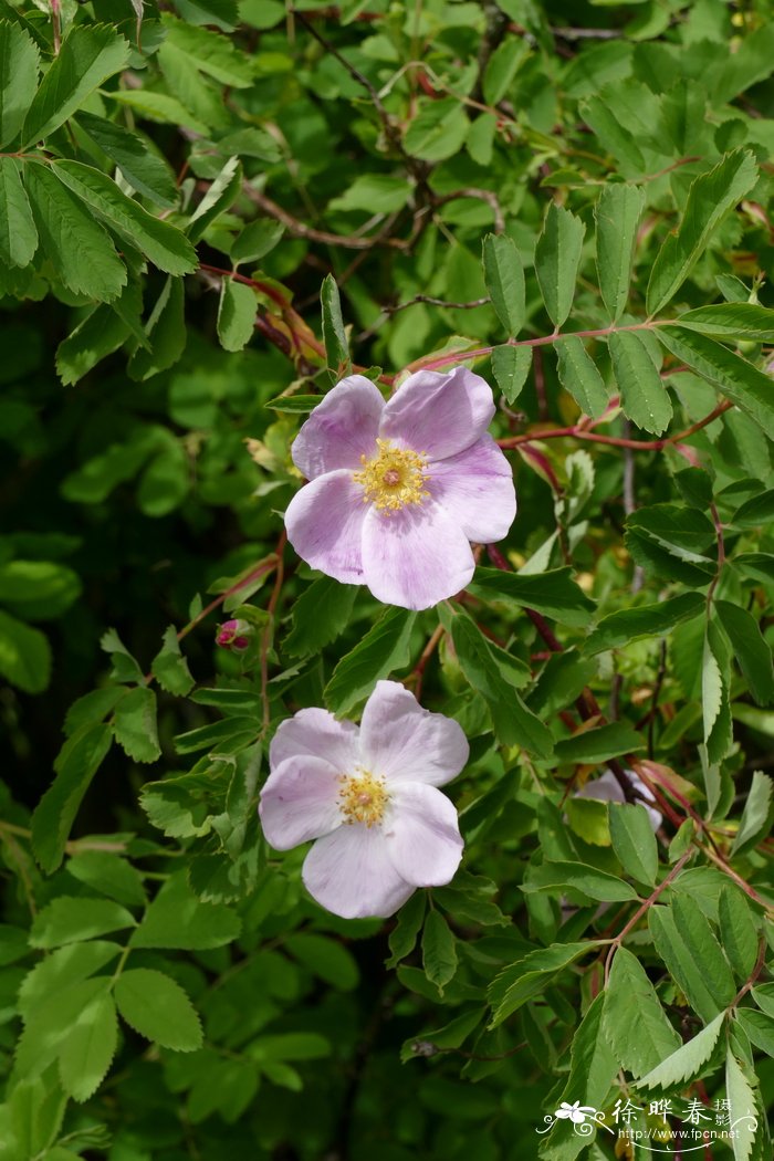 阿肯色蔷薇Rosa arkansana