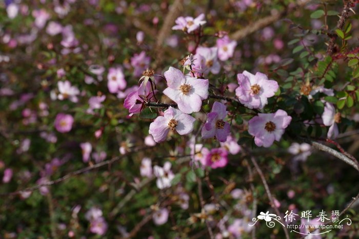 '刚毛'全针蔷薇Rosa elegantula 'Persetosa'