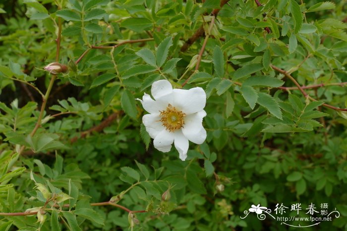 腺果蔷薇Rosa fedtschenkoana