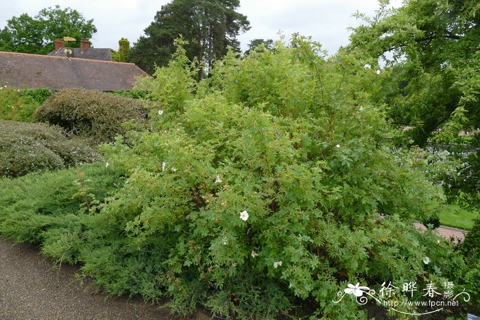 腺果蔷薇Rosa fedtschenkoana