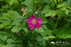 垂枝蔷薇Rosa pendulina