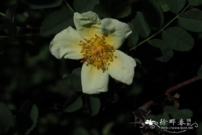 茴芹叶蔷薇Rosa pimpinellifolia