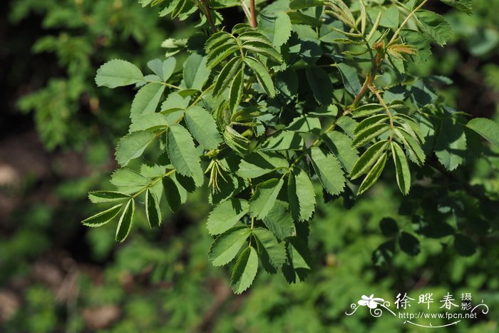 茴芹叶蔷薇Rosa pimpinellifolia