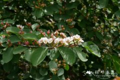 黑涩楠Aronia melanocarpa