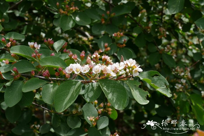 黑涩楠Aronia melanocarpa