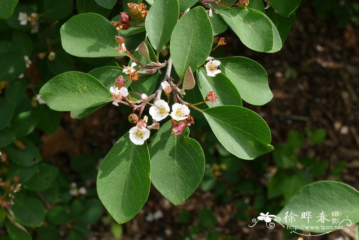 黑涩楠Aronia melanocarpa