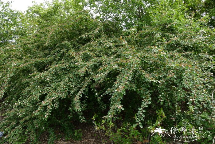 黑涩楠Aronia melanocarpa