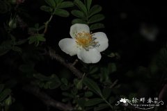 川西蔷薇Rosa sikangensis