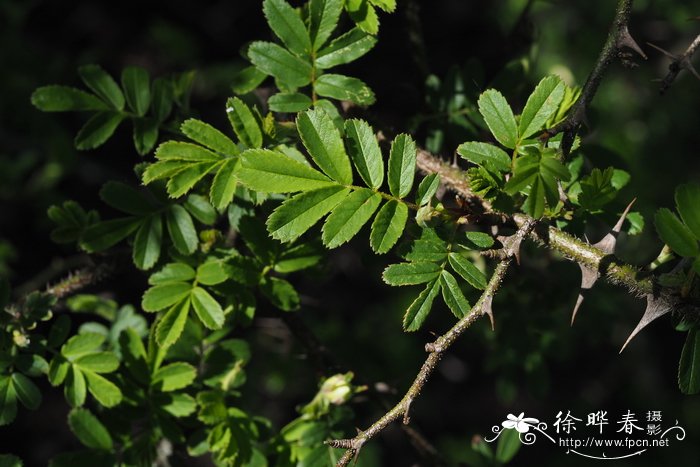 川西蔷薇Rosa sikangensis