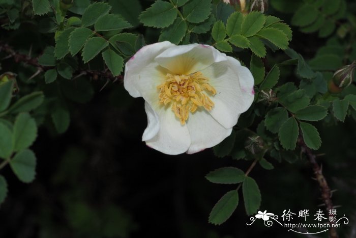 密刺蔷薇Rosa spinosissima