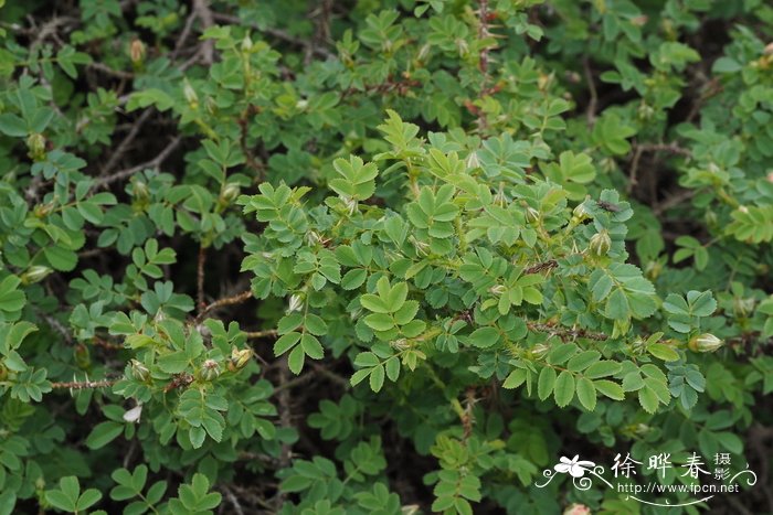 密刺蔷薇Rosa spinosissima