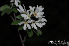 圆叶唐棣Amelanchier rotundifolia