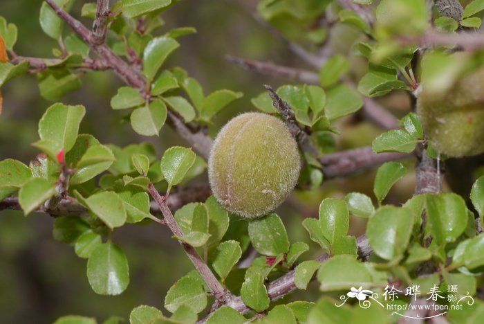 蒙古扁桃Amygdalus mongolica