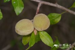 西康扁桃Amygdalus tangutica