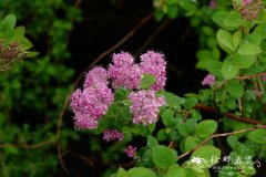 藏南绣线菊Spiraea bella