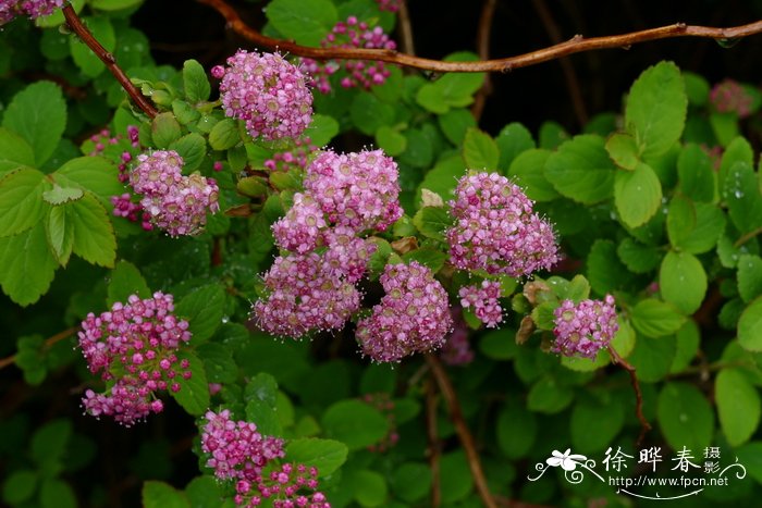 藏南绣线菊Spiraea bella