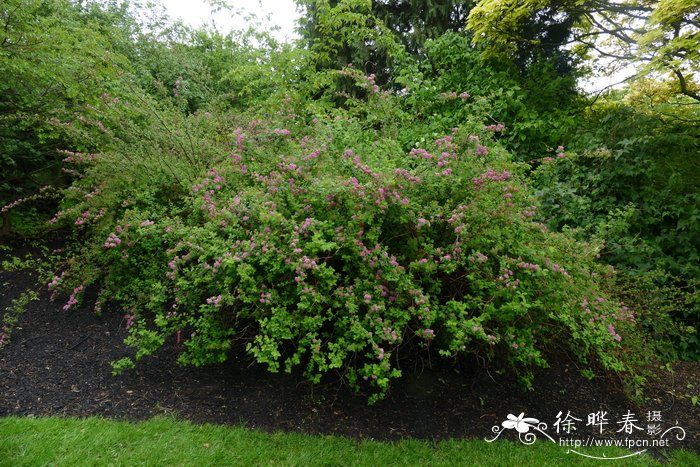 藏南绣线菊Spiraea bella