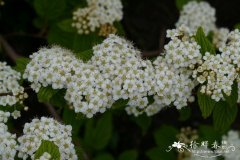 毛花绣线菊Spiraea nervosa