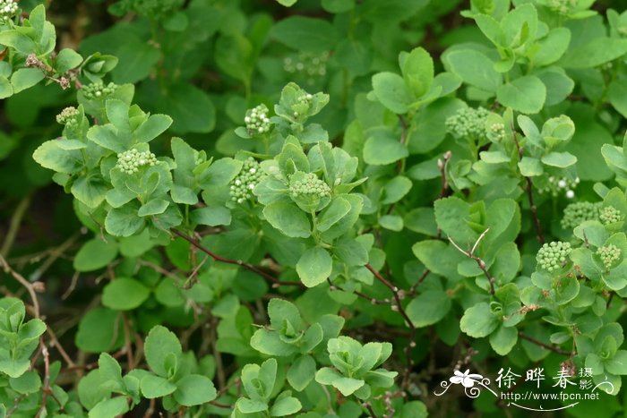 桦叶绣线菊Spiraea betulifolia