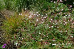 星草梅绣线菊Spiraea trifoliata