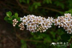 鄂西绣线菊Spiraea veitchii