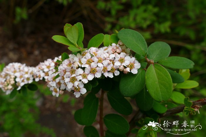 鄂西绣线菊Spiraea veitchii