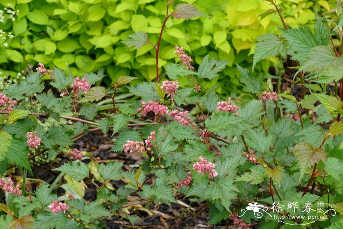 川康绣线梅Neillia affinis