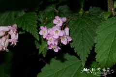 毛叶绣线梅Neillia ribesioides