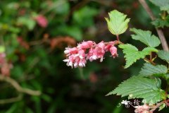 西康绣线梅Neillia thibetica