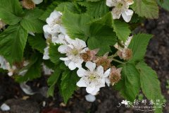 ‘埃德里安娜’ 黑莓Rubus fruticosus 'Adrienne'