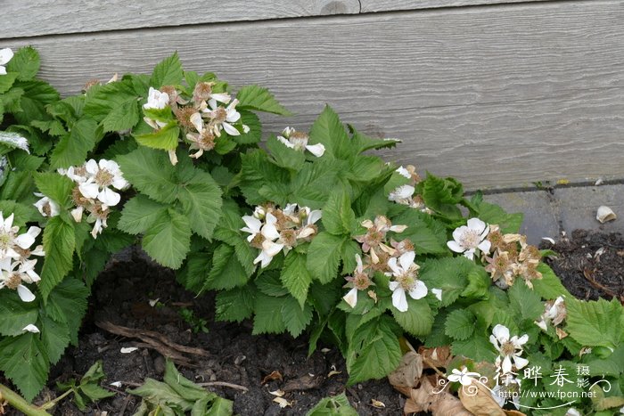 ‘埃德里安娜’ 黑莓Rubus fruticosus 'Adrienne'