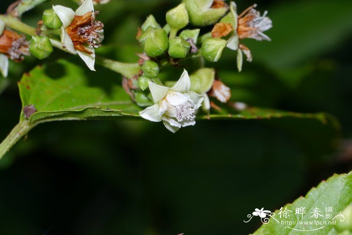 棠叶悬钩子Rubus malifolius