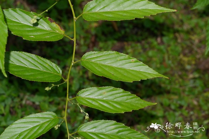 棠叶悬钩子Rubus malifolius